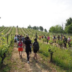 Una giornata in vigneto con IN+VITE