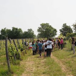 Una giornata in vigneto con IN+VITE