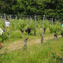 Una giornata in vigneto con IN+VITE