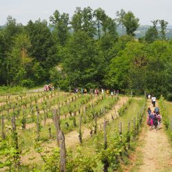 Una giornata in vigneto con IN+VITE