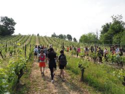 A day out in the vineyard with IN+VITE