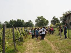 A day out in the vineyard with IN+VITE