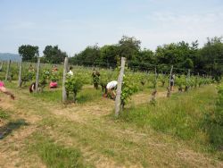 A day out in the vineyard with IN+VITE