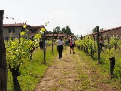 Una giornata in vigneto con IN+VITE