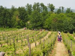 Una giornata in vigneto con IN+VITE